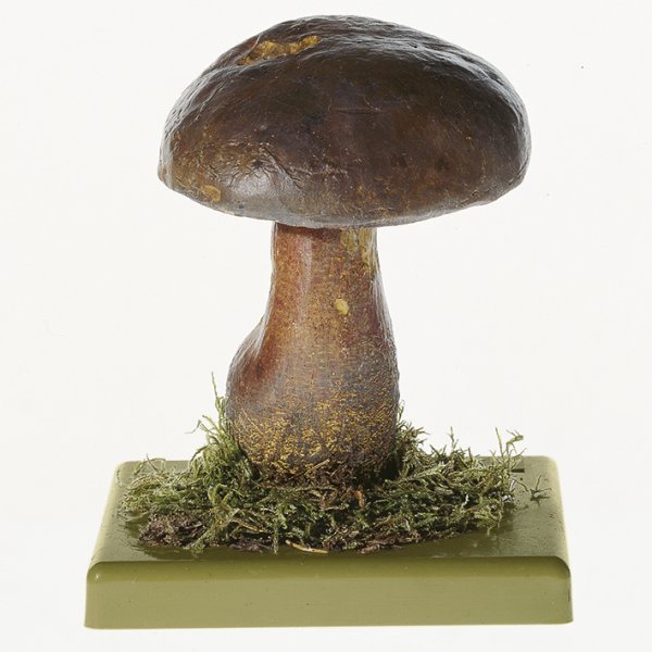 Boletus erythropus