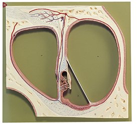 Section Through the Central Spiral of the Cochlea