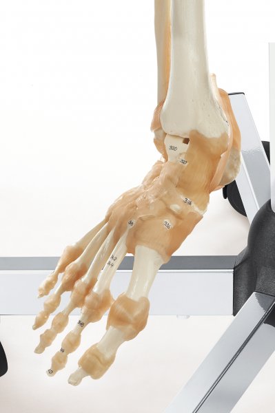 Artificial Human Skeleton