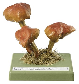 Hypholoma sublateritium