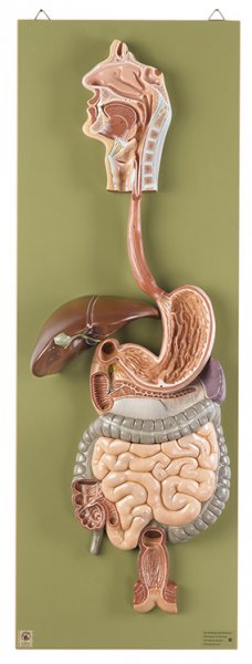 Digestive System