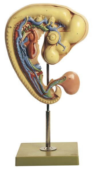 Chicken Embryo after approximately 4 days of incubation