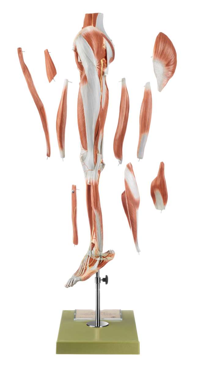 Muscles of the Leg with Base of Pelvis (NS 10) · Anatomy models SOMSO®
