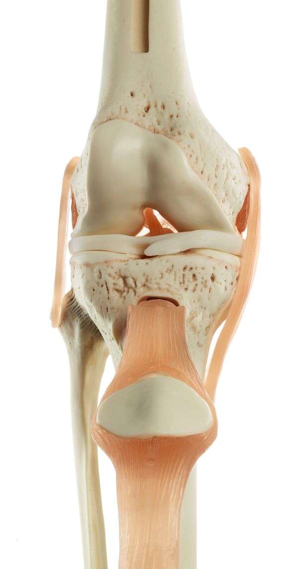 膝関節機能模型　ソムソ　SOMSO NS50 実物大　人体模型　ドイツ 膝関節機能模型 ソムソ SOMSO NS50 実物大 人体模型 ドイツ Functional