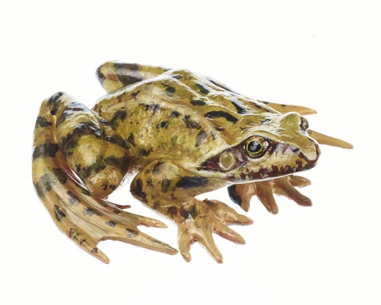 Grasfrosch, Männchen