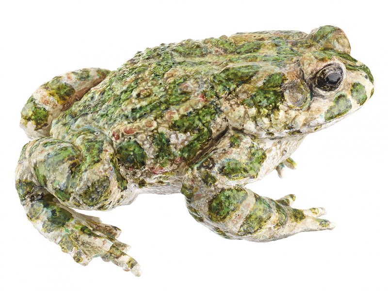 Crapaud vert, mâle