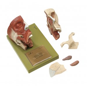 Preview: Nose and Nasal Cavities Preview: Nose and Nasal Cavities