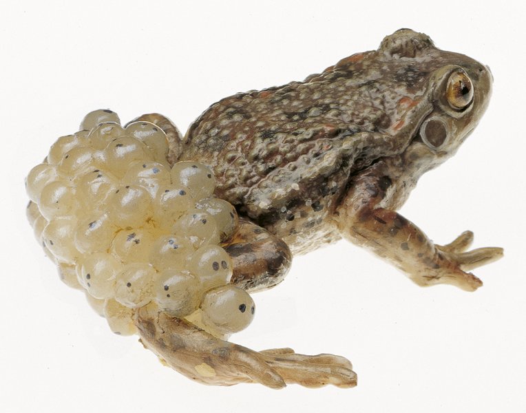 Midwife Toad with Spawn