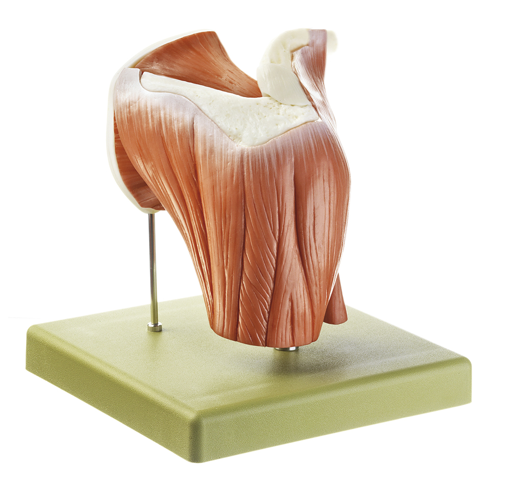 Model of the Shoulder Joint (QS 55/7) · Anatomy models | SOMSO®