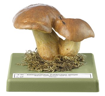 Boletus appendiculatus