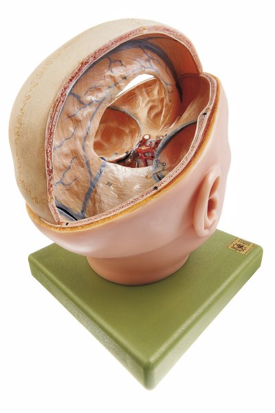 Proportions of the Dura Mater