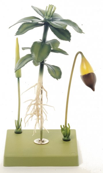 Sternmoos, Gametophyt mit Sporophyt