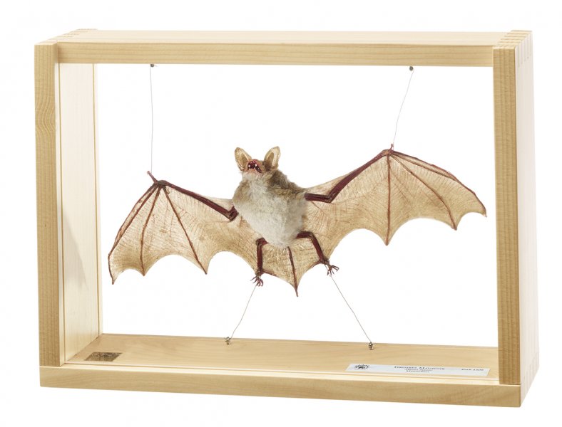 Greater Mouse-eared Bat