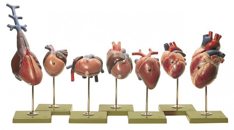 Models of Vertebrate Hearts