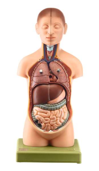 Anatomy models | SOMSO®