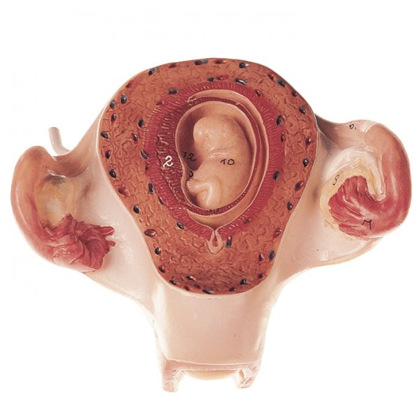 Útero con embrión en el segundo mes