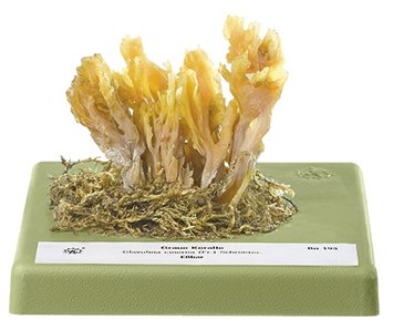 Clavaria cenicienta