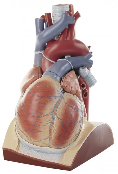 Heart (Lecture theatre model)