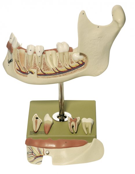 Lower Jaw of an 18-Year-Old