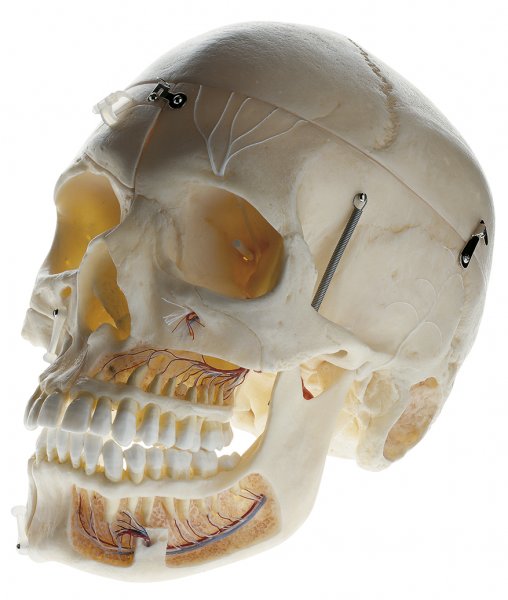 Artificial Demonstration Skull of an Adult