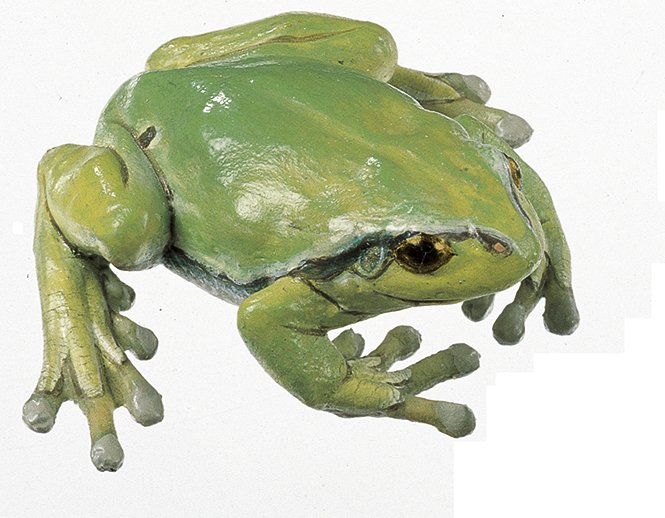 Common Tree Frog