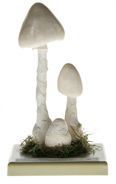 Destroying Angel