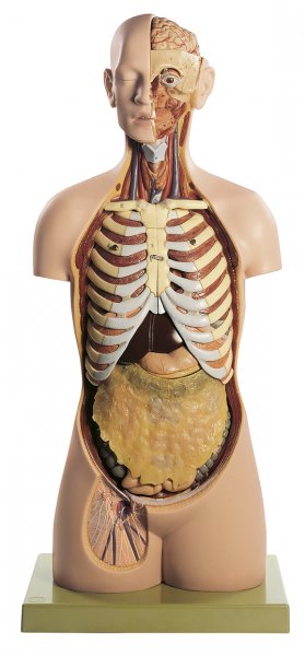 Torso di uomo adulto con testa