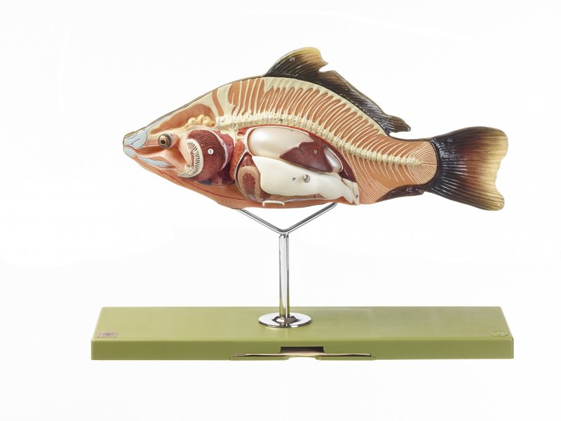 Anatomie eines Knochenfisches