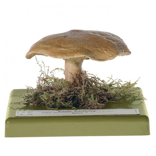 Suillus bovinus