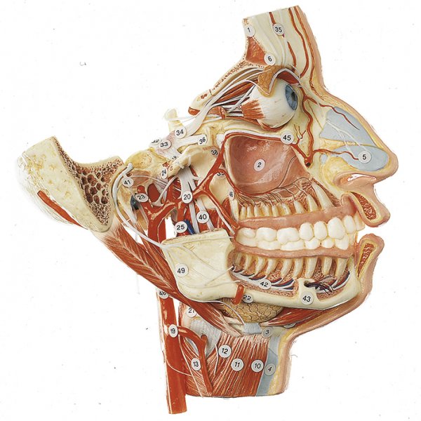 Nerves and Blood Vessels on the Facial Skull (BS 16) · Anatomy models ...