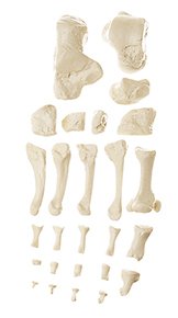 Foot Bone