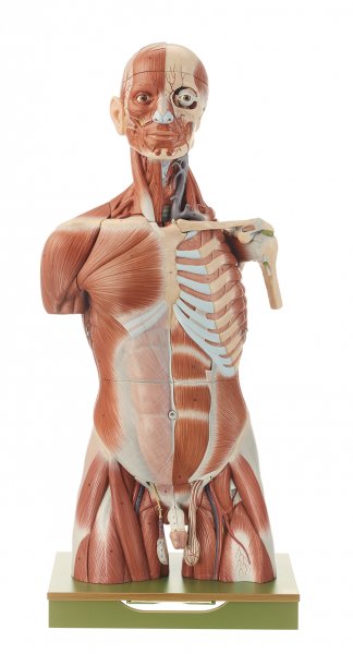 Muscolatura di torso maschile con testa