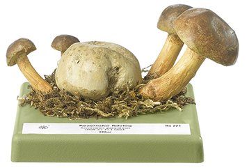 Parasitic Bolete Mushroom