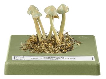 Hygrpcybe psittacina