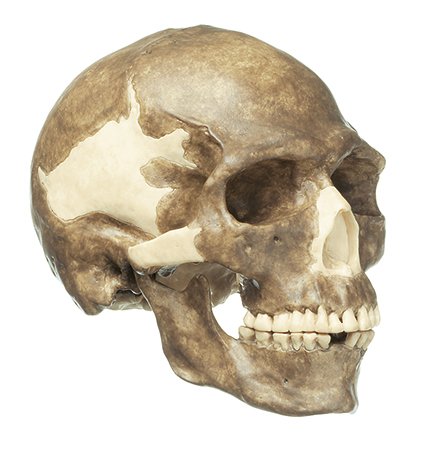 Ricostruzione del cranio di un Homo sapiens sapiens fossile
