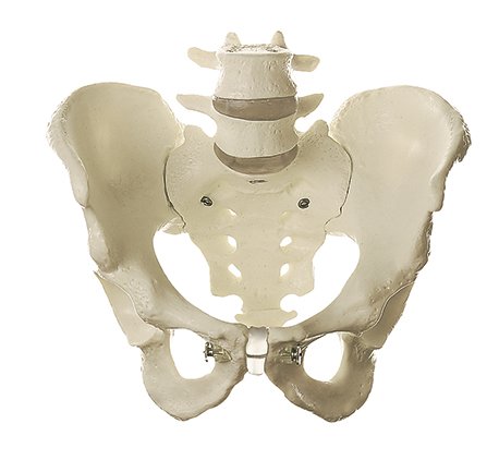 Squelette du bassin masculin