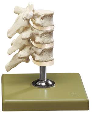Segments of the Spine › Anatomy models | SOMSO®