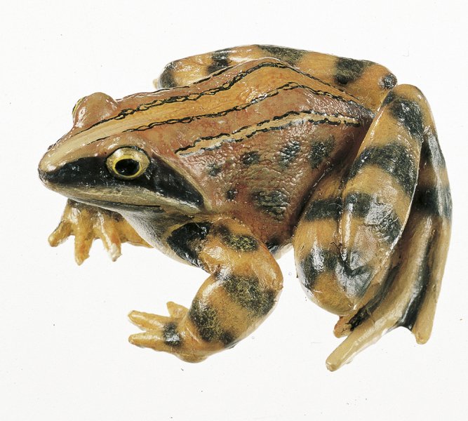 Grenouille des champs ou grenouille oxyrhine, mâle