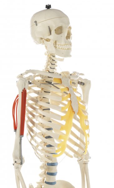 Artificial Human Skeleton