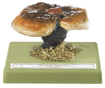 Ganoderma lucidum