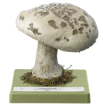 Amanita strobiliformis