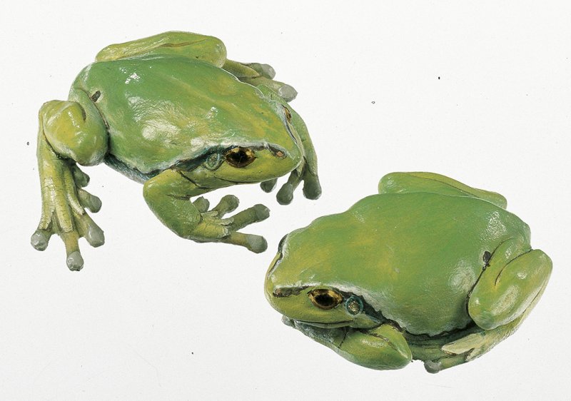 Laubfrosch, Weibchen (2 Modelle)