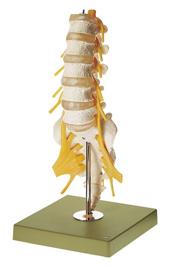 Lumbar Vertebral Column