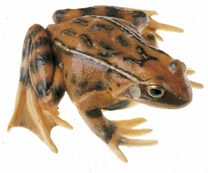 Rana temporaria