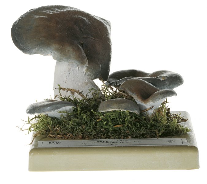 Pleurotus ostreatus