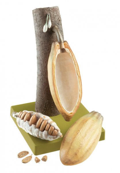 Fruit du cacaoyer (cabosse)