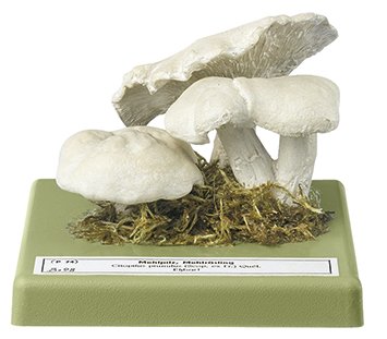 Miller Mushroom