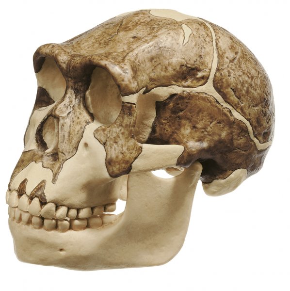 Reproduction du crâne d’Homo ergaster (KNM-ER 3733)