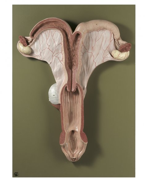 Organes reproducteurs de la jument