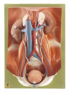 Appareil urinaire Appareil urinaire